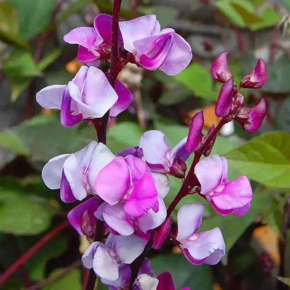 HYACINTH BEAN Vine -20 seeds - Picture 1 of 6